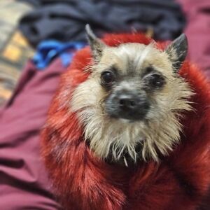 Red Faux Fur Headband/Earmuff Puppy Model Not Included